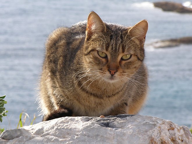 Photo de Chat domestique