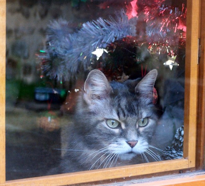 Photo de Chat domestique