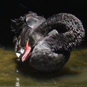 Photo de Cygne