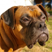 Photo de Boxer