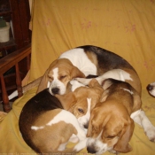 Photo de Beagle