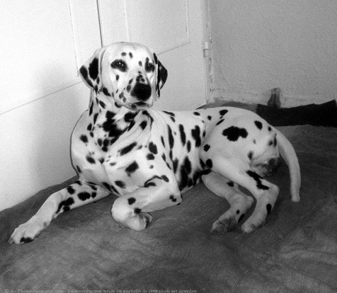 Photo de Dalmatien