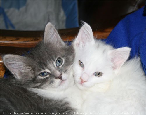 Photo de Maine coon