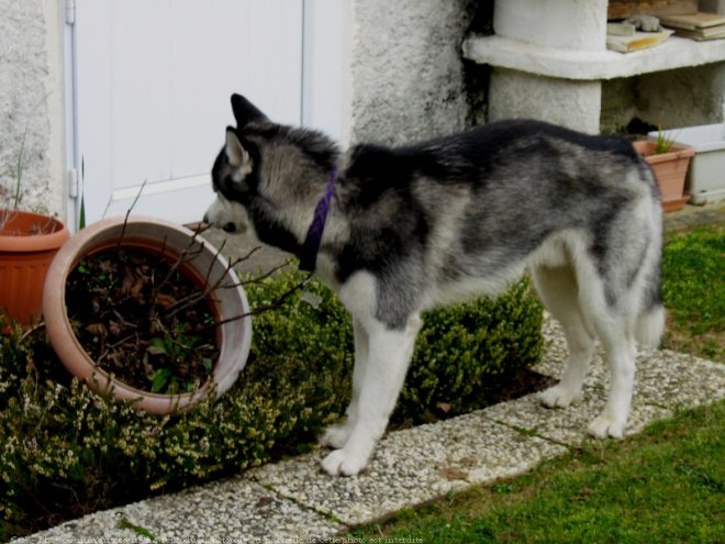 Photo de Husky siberien