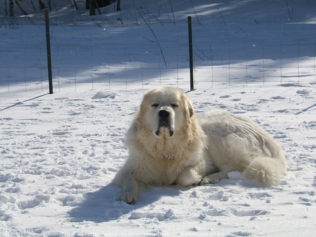 Photo de Chien de montagne des pyrnes