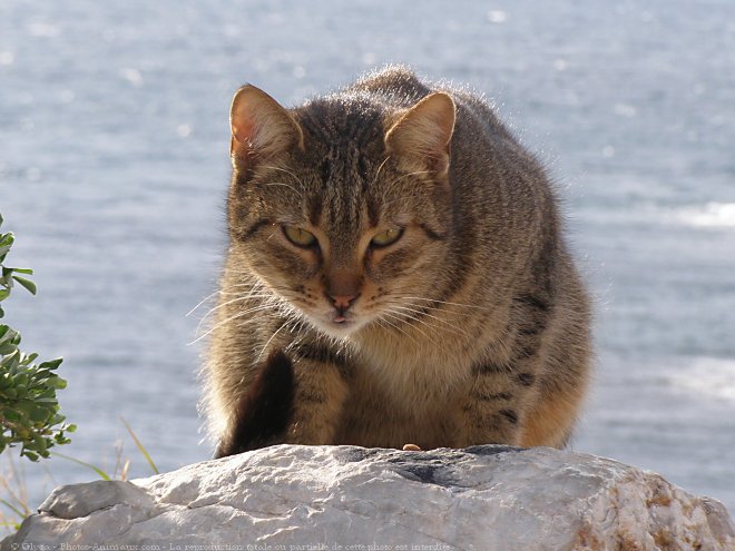 Photo de Chat domestique