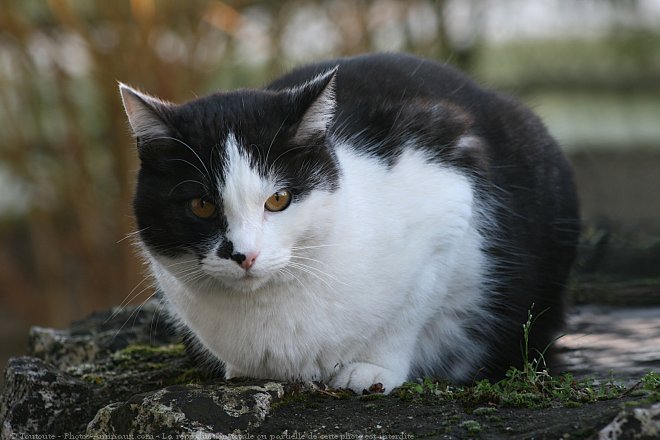 Photo de Chat domestique