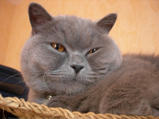 Photo de British shorthair