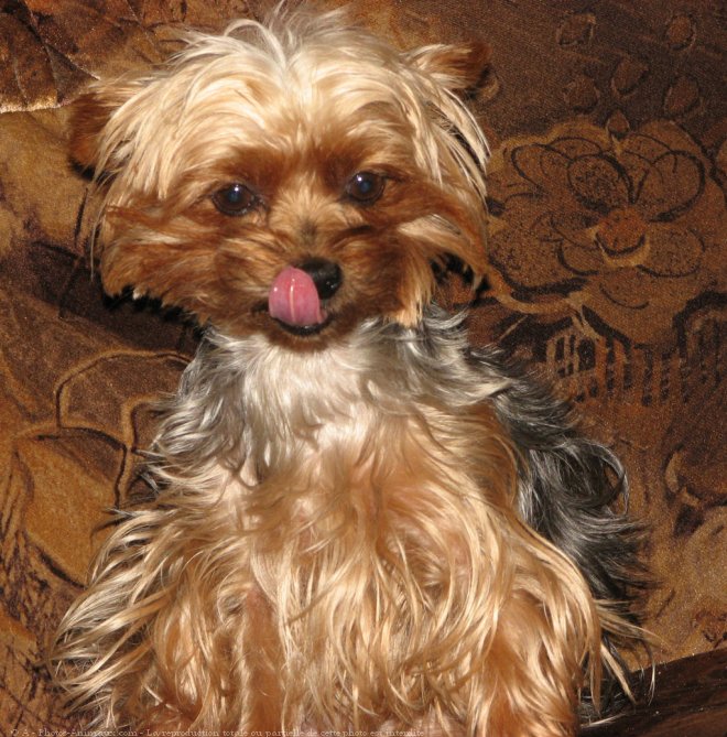 Photo de Yorkshire terrier