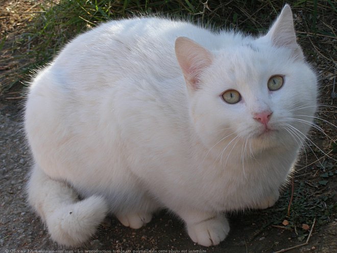 Photo de Chat domestique