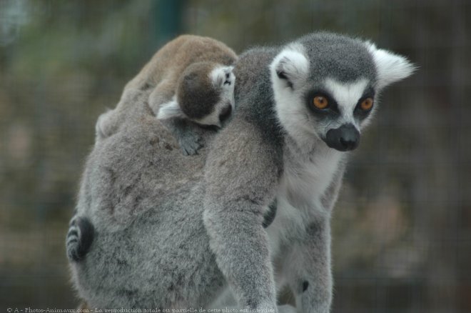 Photo de Lmurien - maki catta