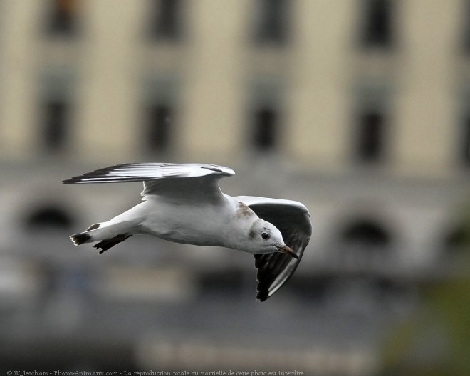 Photo de Mouette