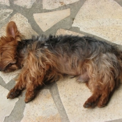 Photo de Yorkshire terrier