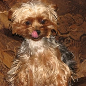 Photo de Yorkshire terrier