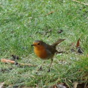 Photo de Rouge gorge