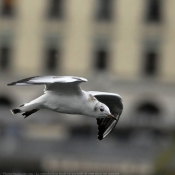 Photo de Mouette