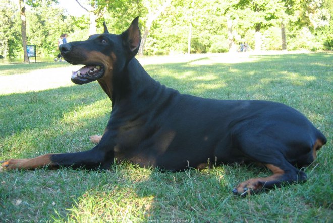 Photo de Dobermann