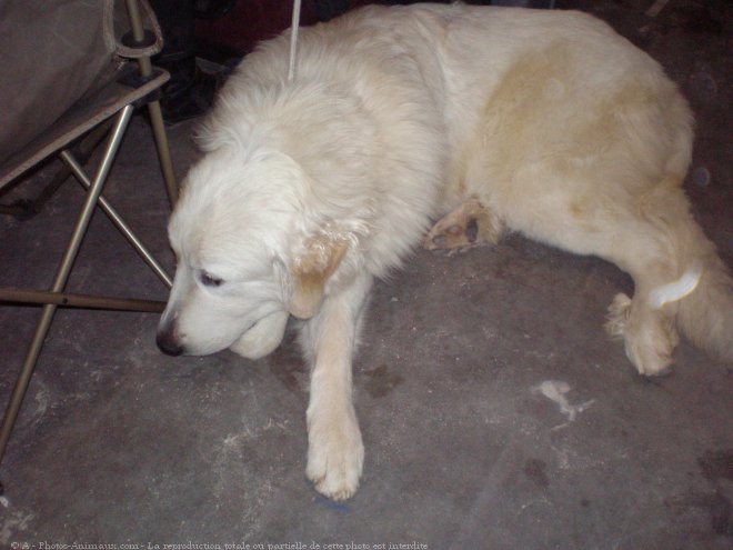 Photo de Chien de montagne des pyrnes