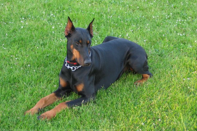 Photo de Dobermann