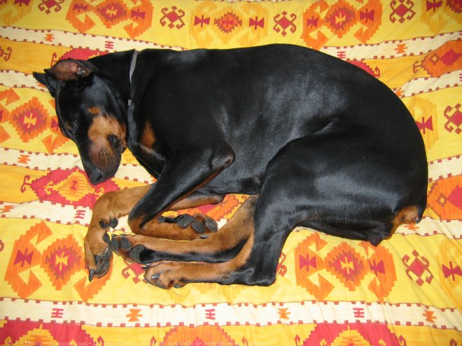 Photo de Dobermann