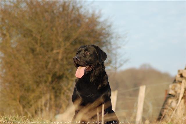 Photo de Labrador retriever