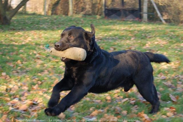 Photo de Labrador retriever