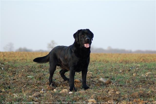 Photo de Labrador retriever