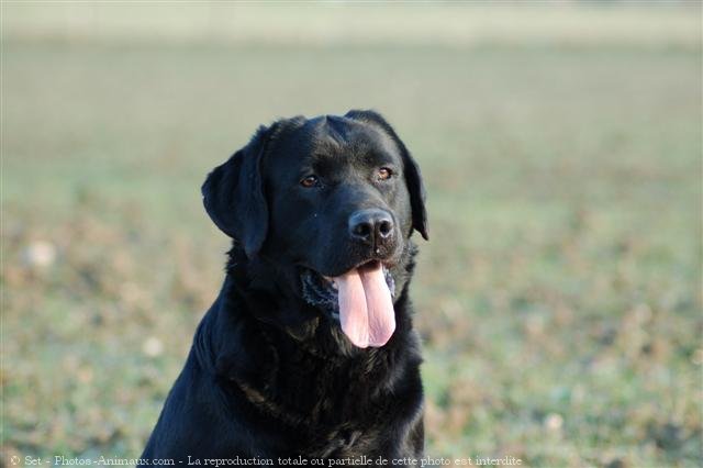 Photo de Labrador retriever