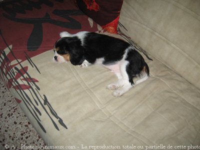 Photo de Cavalier king charles spaniel