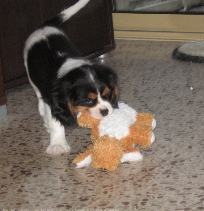 Photo de Cavalier king charles spaniel