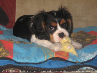 Photo de Cavalier king charles spaniel