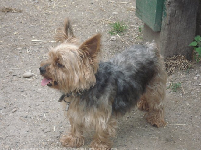 Photo de Yorkshire terrier