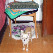 Photo de Chihuahua  poil long