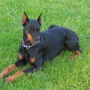 Photo de Dobermann