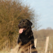 Photo de Labrador retriever