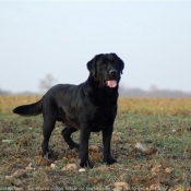 Photo de Labrador retriever