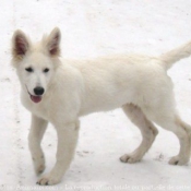 Photo de Berger blanc suisse