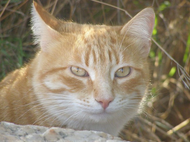 Photo de Chat domestique