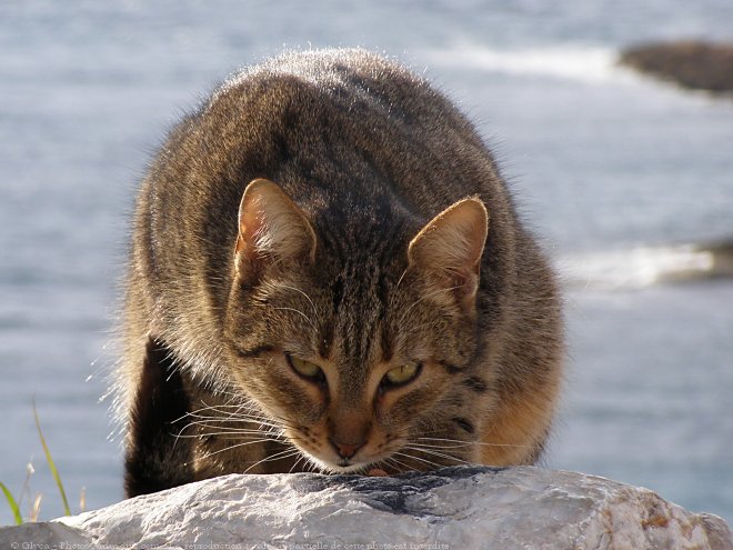 Photo de Chat domestique