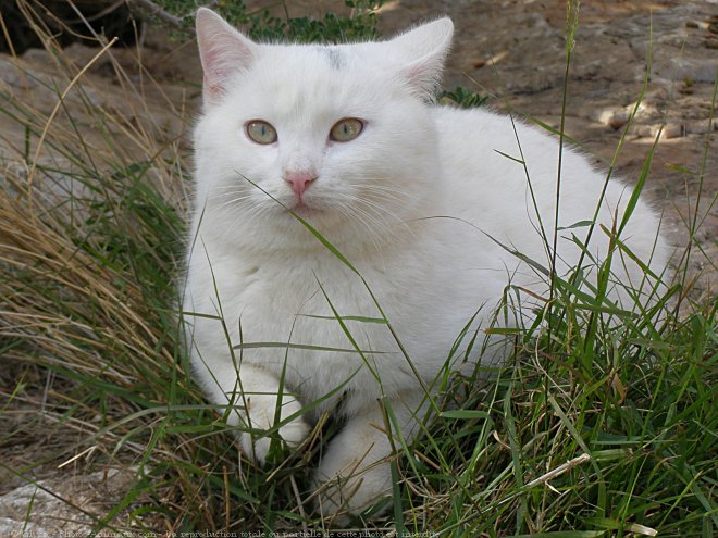 Photo de Chat domestique