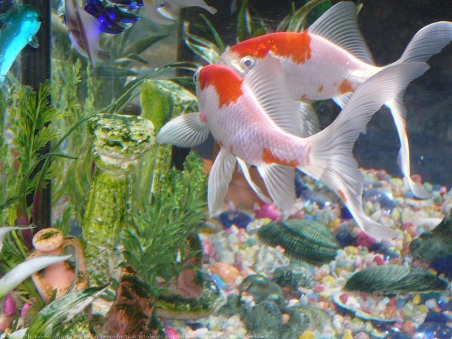 Photo de Poissons rouges