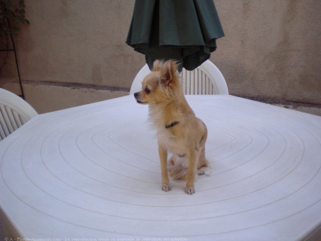 Photo de Chihuahua  poil long