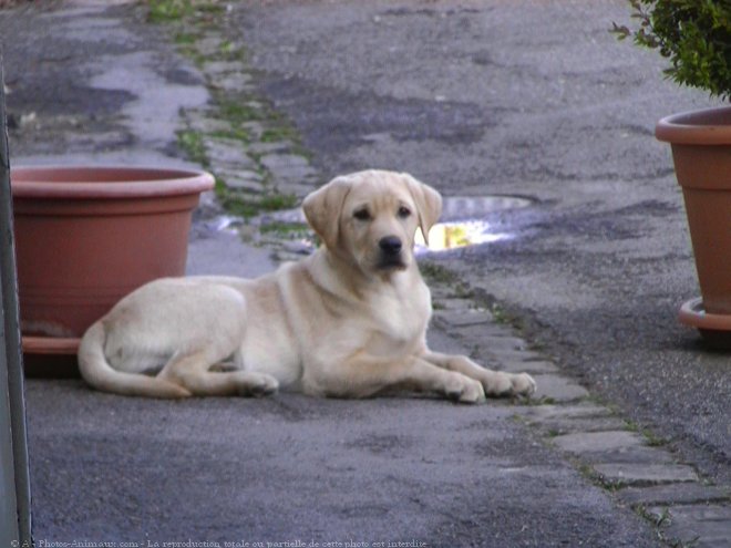 Photo de Labrador retriever