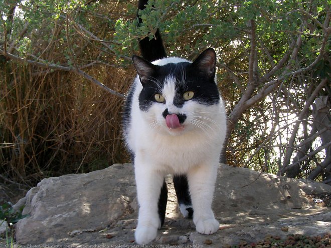 Photo de Chat domestique