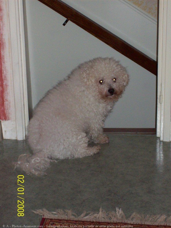 Photo de Bichon  poil fris