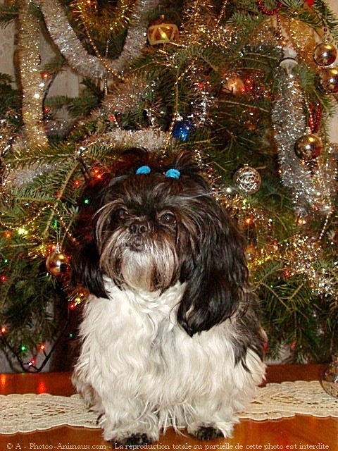 Photo de Shih tzu