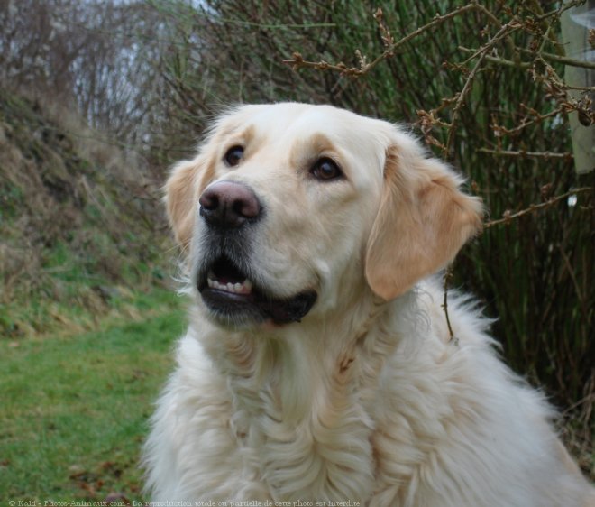 Photo de Golden retriever