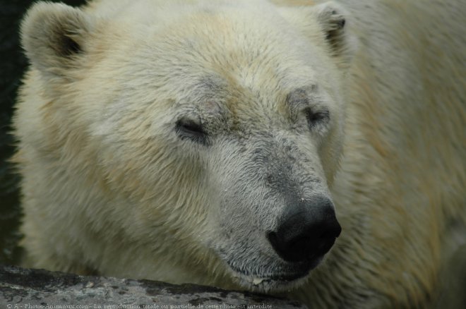 Photo d'Ours