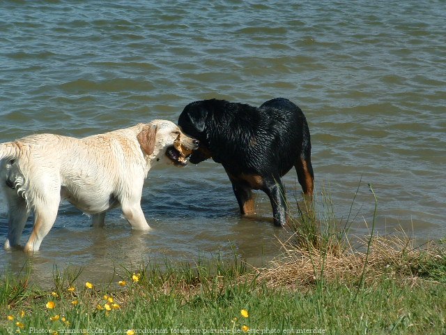 Photo de Rottweiler