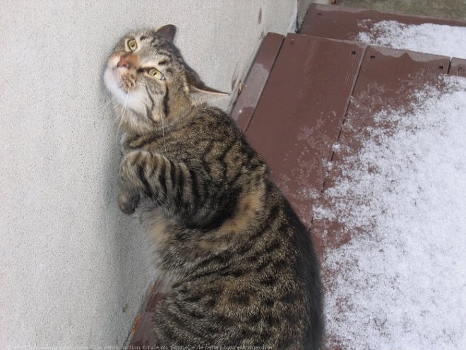 Photo de Chat domestique